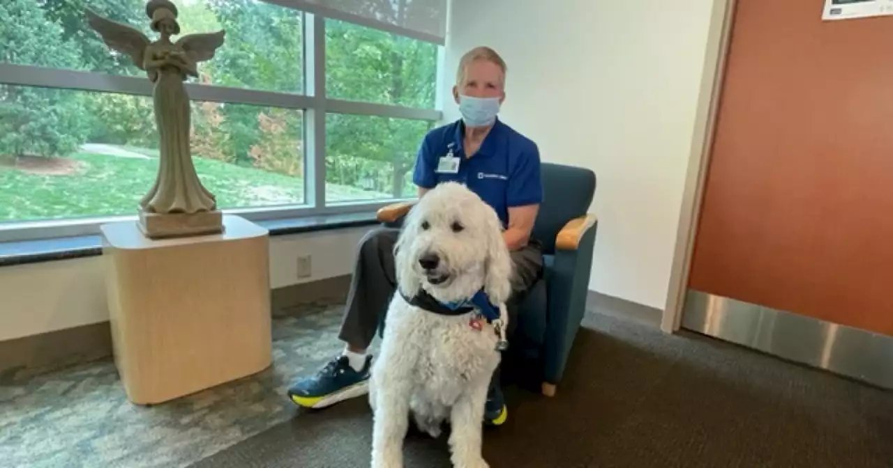 Hospitals face shortage of certified therapy dogs for patient, staff visits