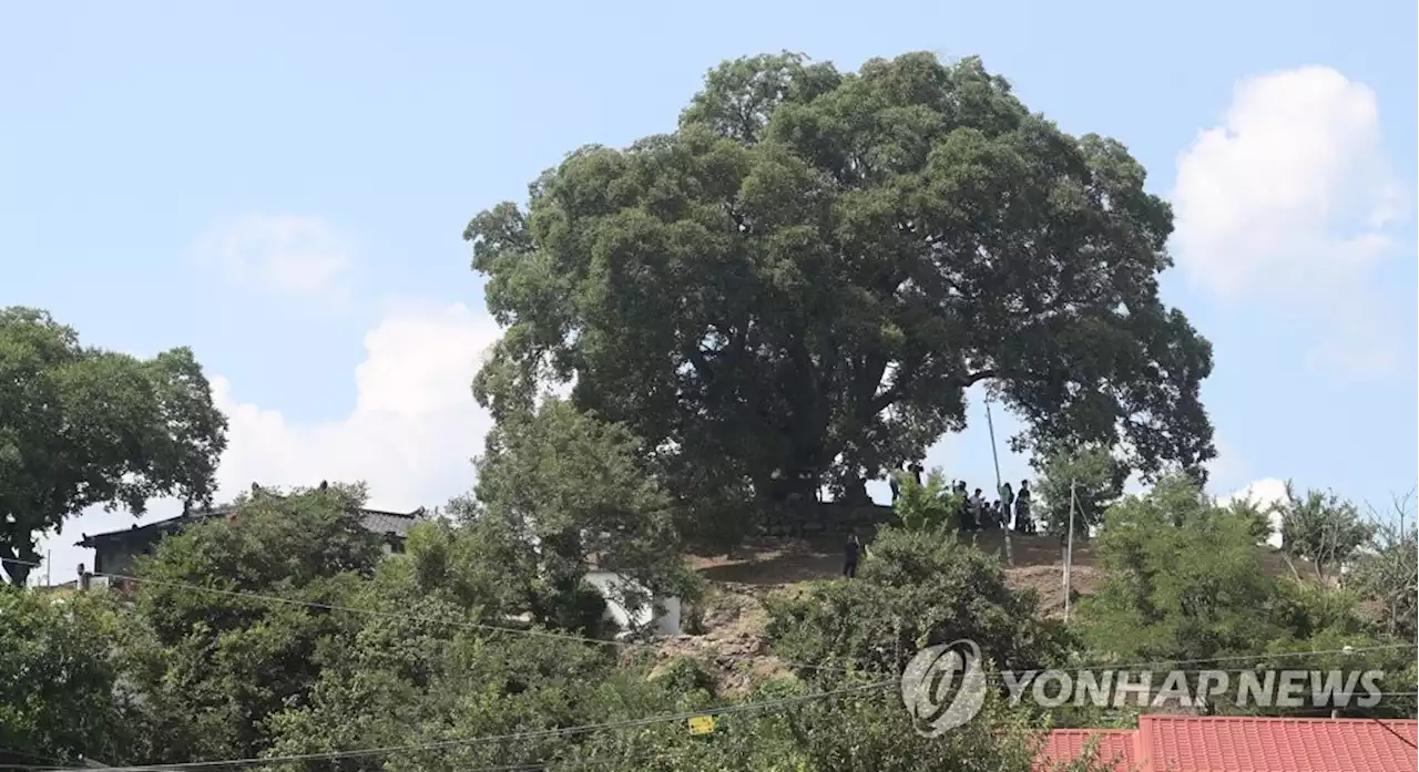 드라마처럼 '우영우 팽나무' 천연기념물 됐다…내달 7일 고시 | 연합뉴스