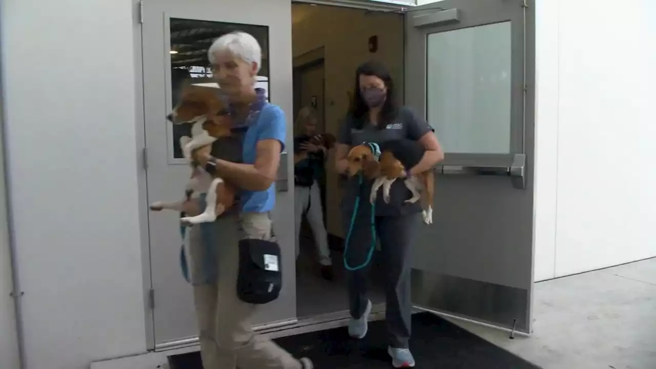 Group of beagles rescued in Virginia get first taste of life outside of cage