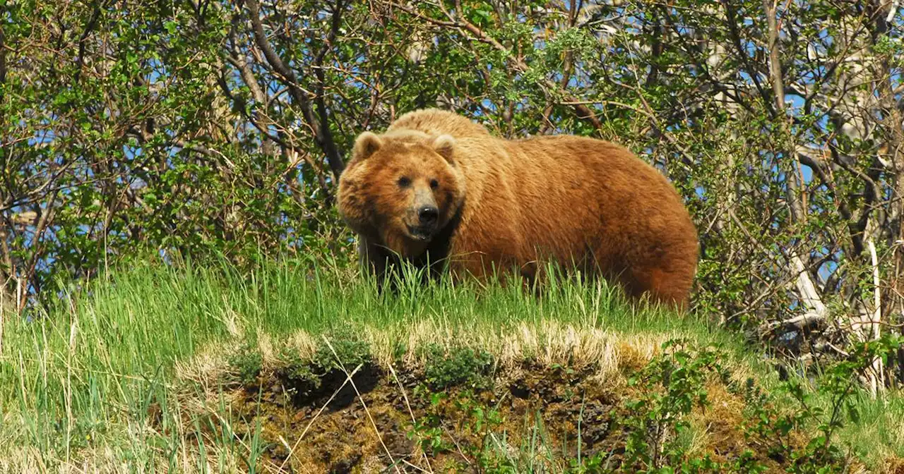 Hunter mauled by brown bear he shot near Anchorage’s Ship Creek, official says