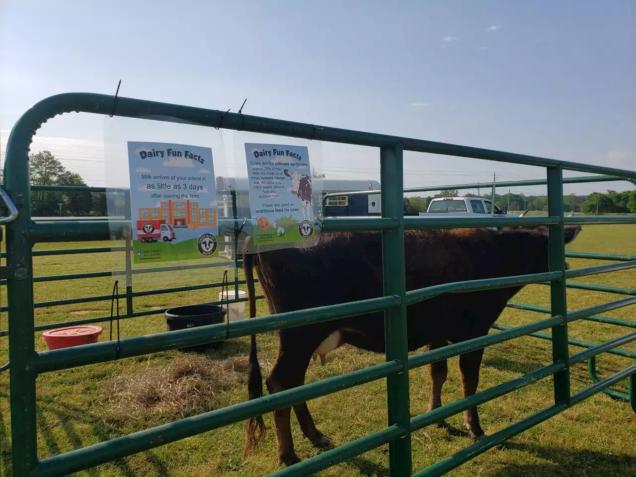 Cows in the classroom? Alabama teachers are joining a ‘moo-vement’