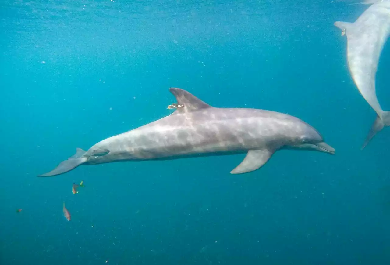 Rescued dolphins swim free from Indonesia sanctuary