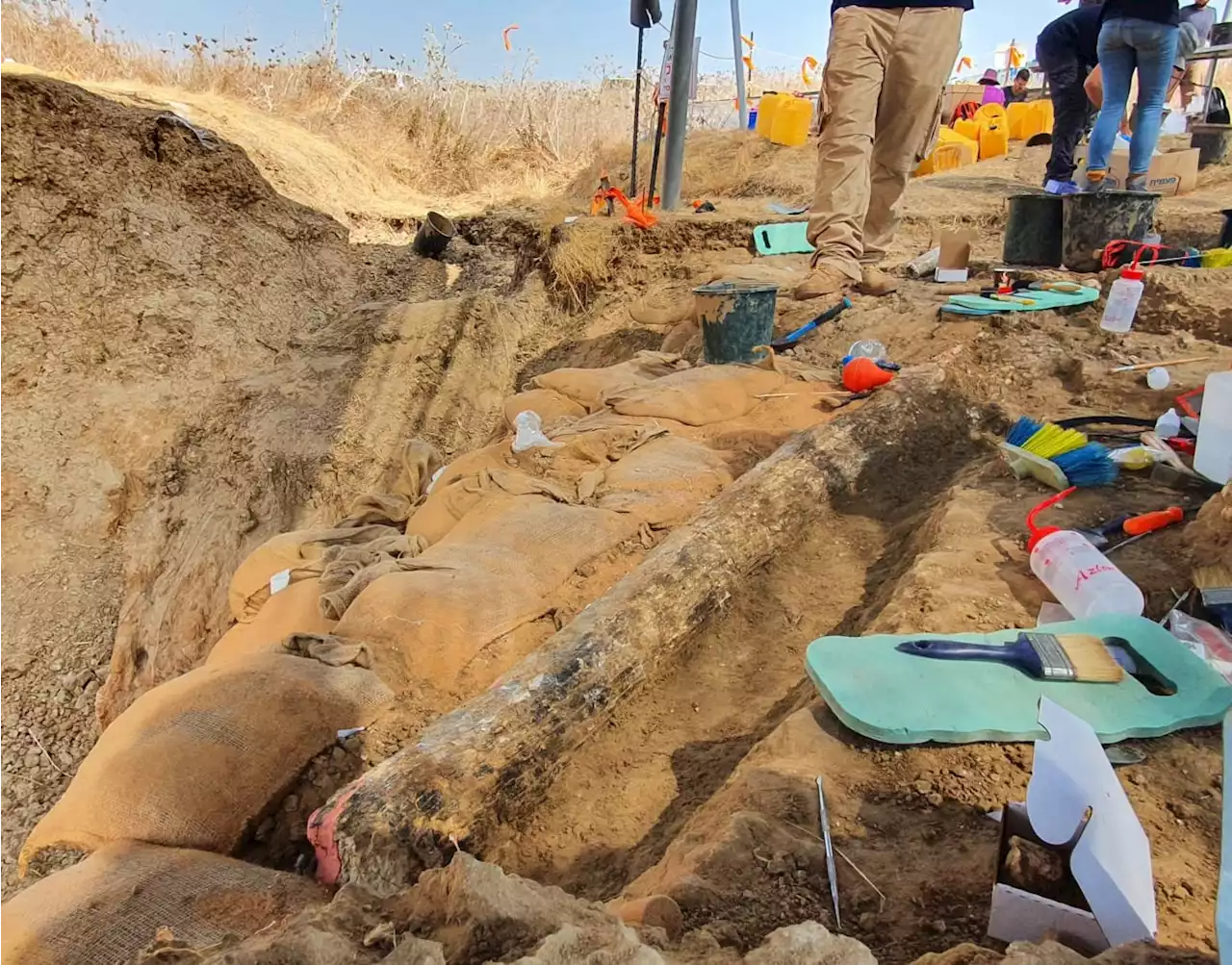 Archaeologists in Israel Uncover an Exceptionally Well-Preserved Eight-Foot Mammoth Tusk That Could Be Half a Million Years Old | Artnet News