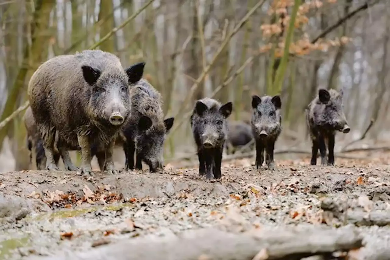 Vorerst kommt keine Impfung gegen die Afrikanische Schweinepest zum Einsatz - bauernzeitung.ch