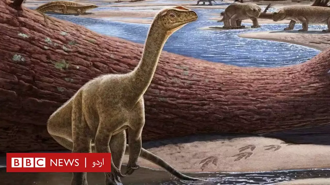 افریقہ میں 23 کروڑ سال پرانے ڈائنوسار کی دریافت - BBC News اردو