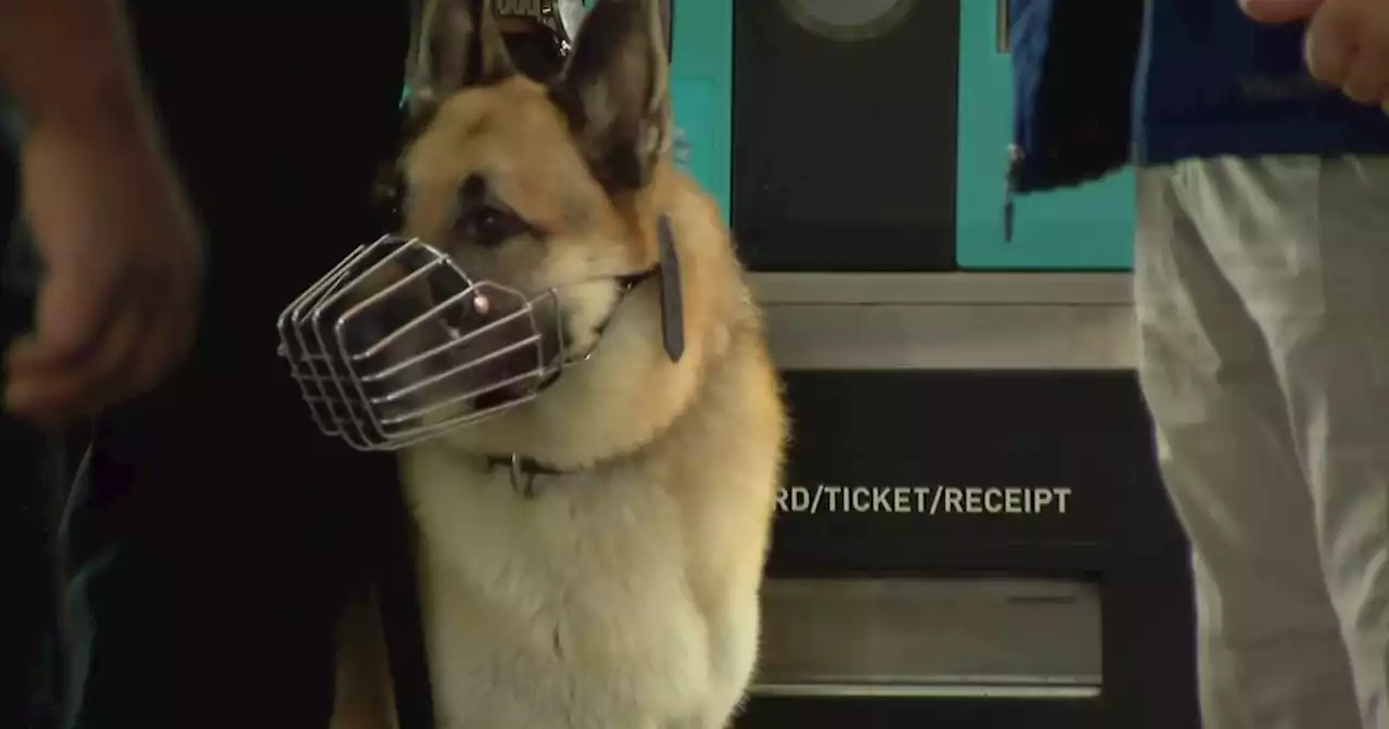 CTA brings K-9 units onto Red Line amid continued worries about violent crime, and it doesn't come cheap