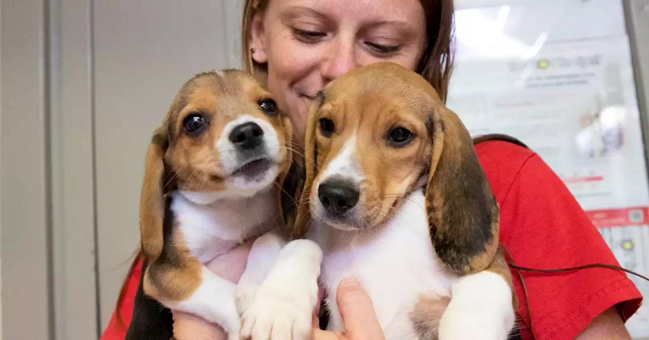 All 4,000 beagles have been rescued from breeding facility closed after animal welfare violations