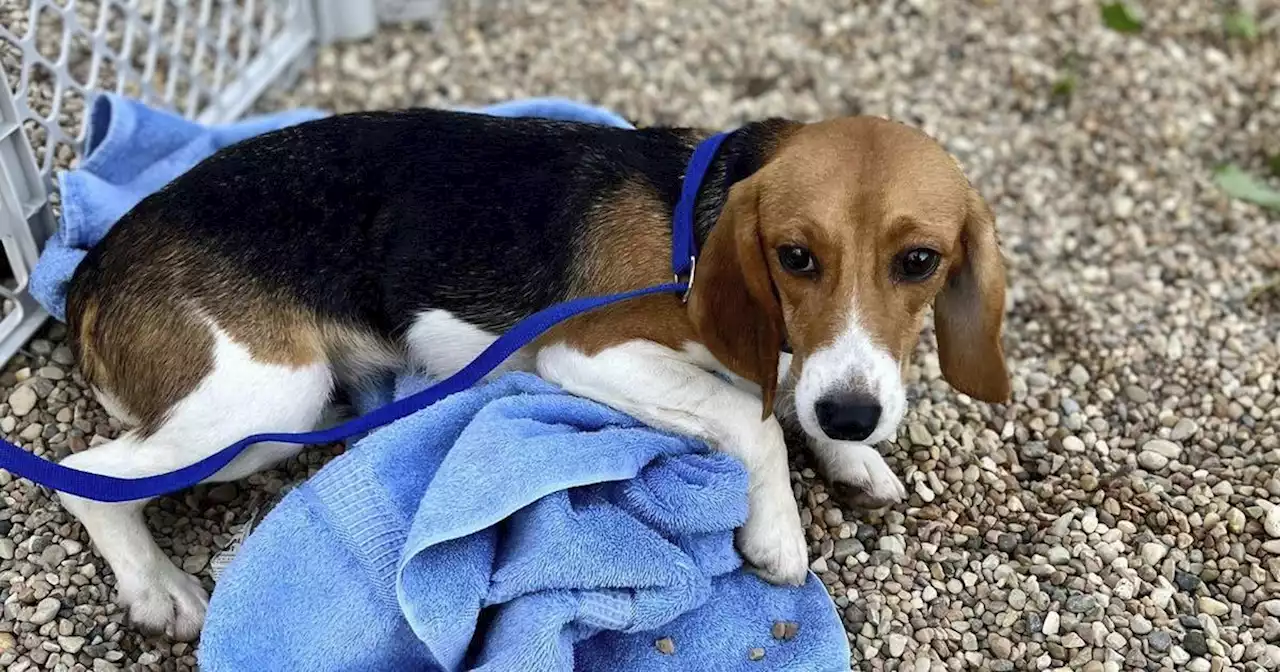 South Elgin shelter places dozens more beagles rescued from Virginia research facility