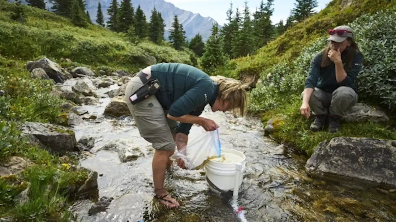 'First time in 50 years': Native trout returned to alpine lake in Banff National Park