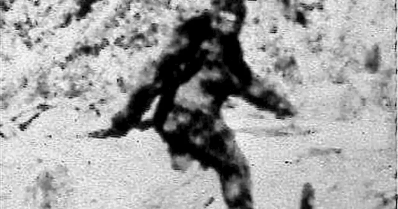 Bigfoot sighting at South Carolina park deemed 'credible incident'