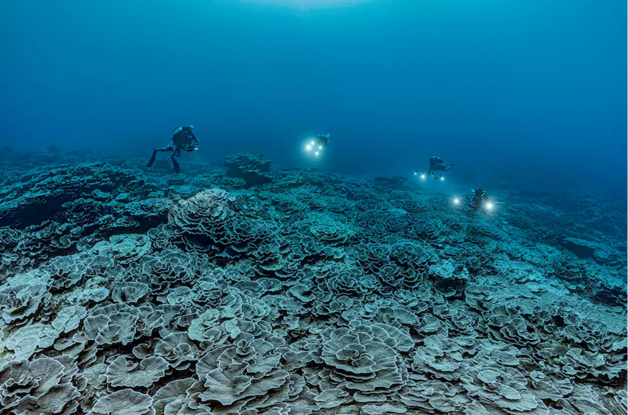 Biologists Marvel at Pristine Deep Coral Reef