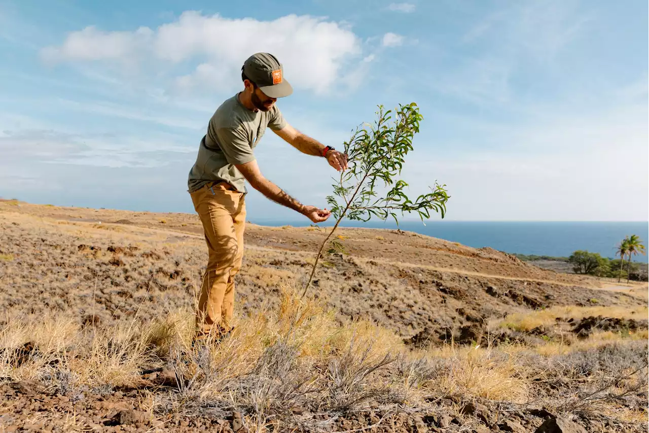 Den store treplantingsdugnaden