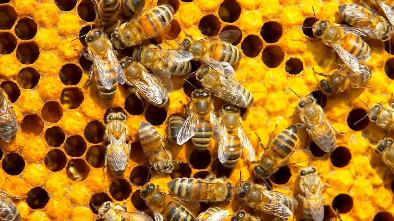 Ohio man stung by bees 20,000 times wakes up from coma