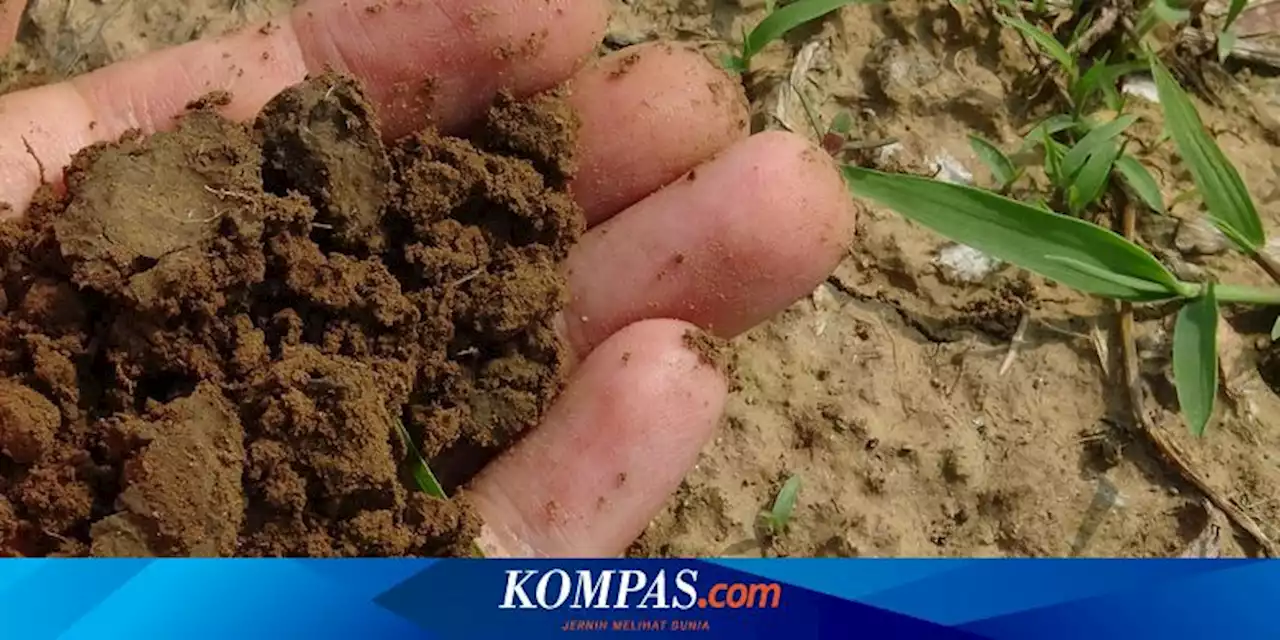 5 Tes Kualitas Tanah yang Bisa Dilakukan Sendiri Sebelum Menanam