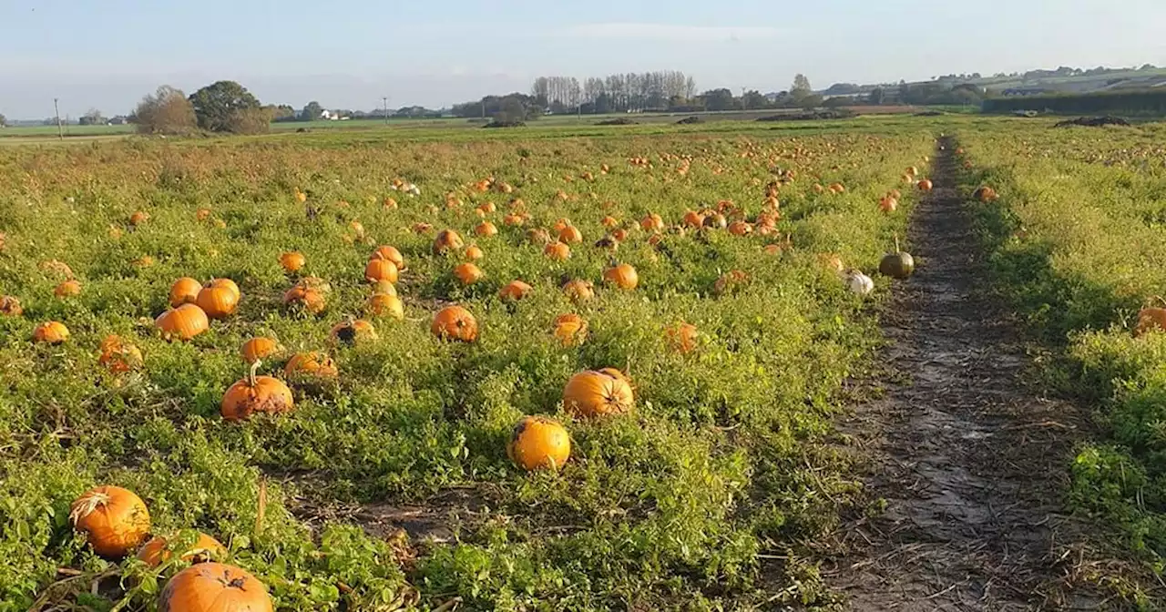 Lancs readying for pumpkin season as growers 'truly rinsed' by rising costs