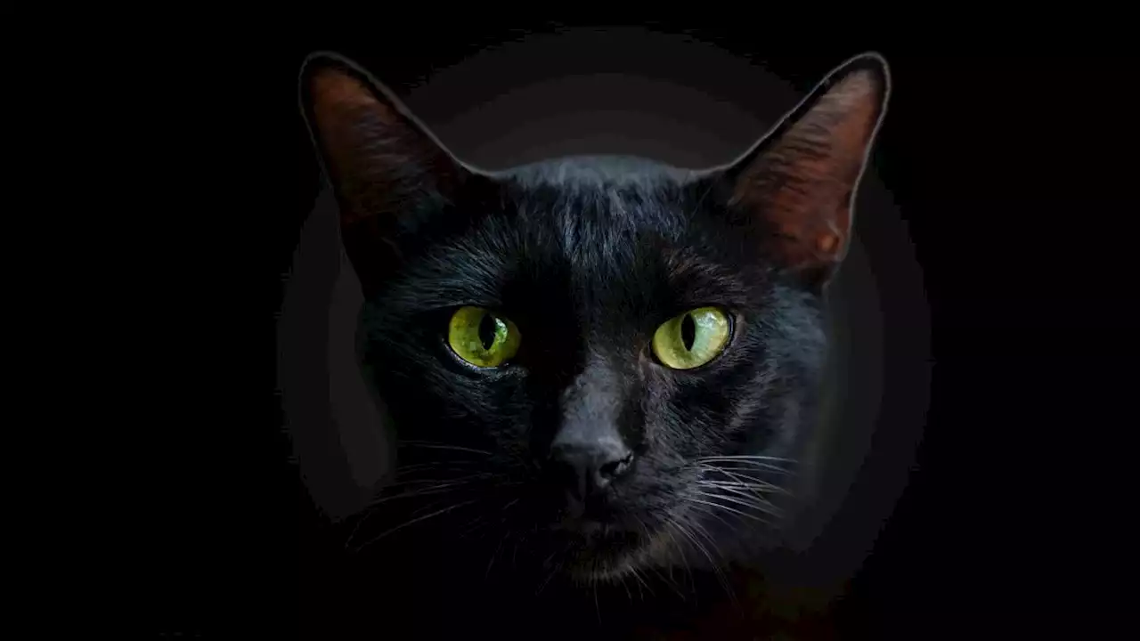 Can cats really see in the dark?