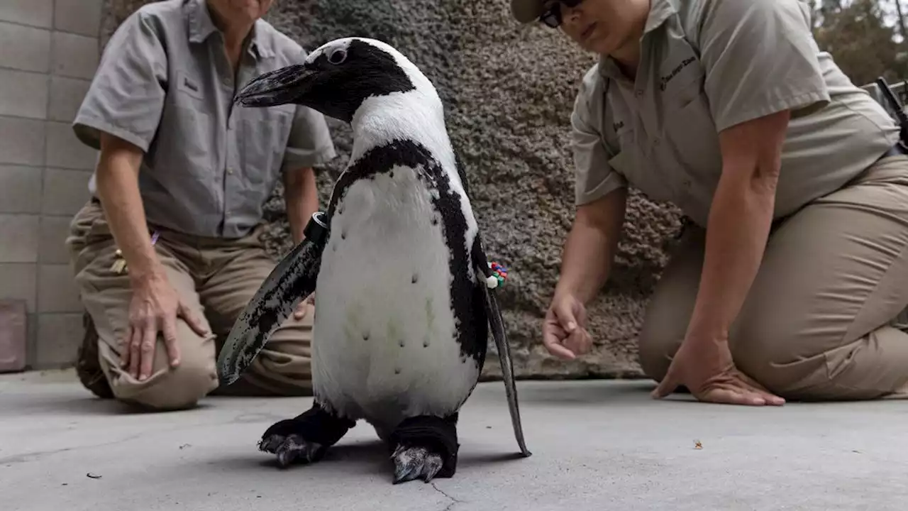 This little penguin can waddle easily again thanks to his custom-made boots