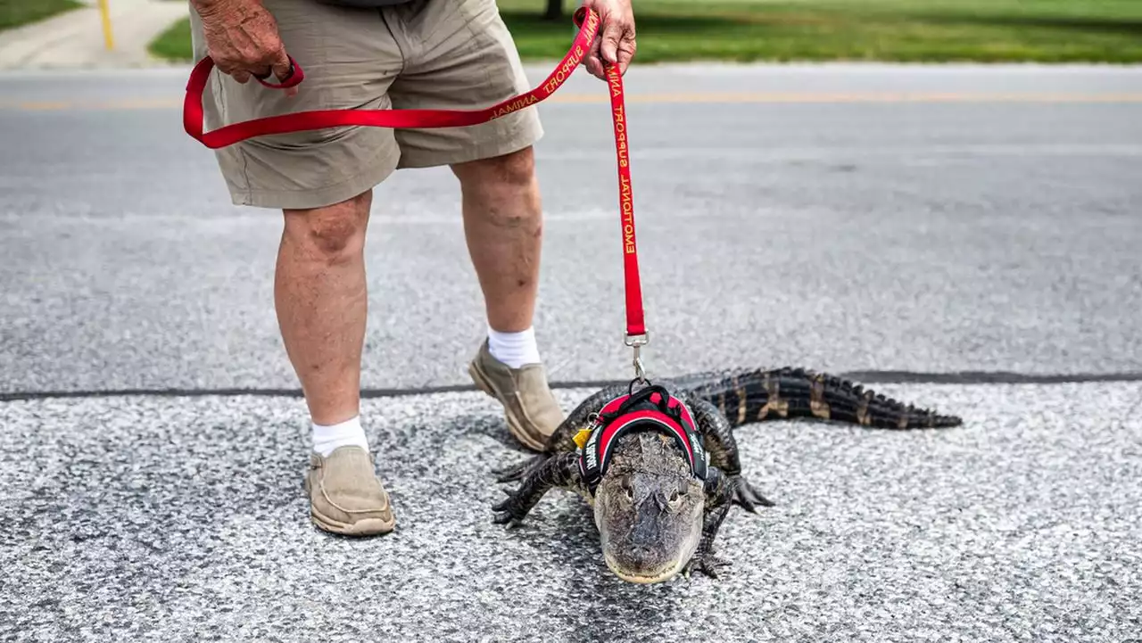 Emotional support alligator Wally Gator surprises Philly park-goers