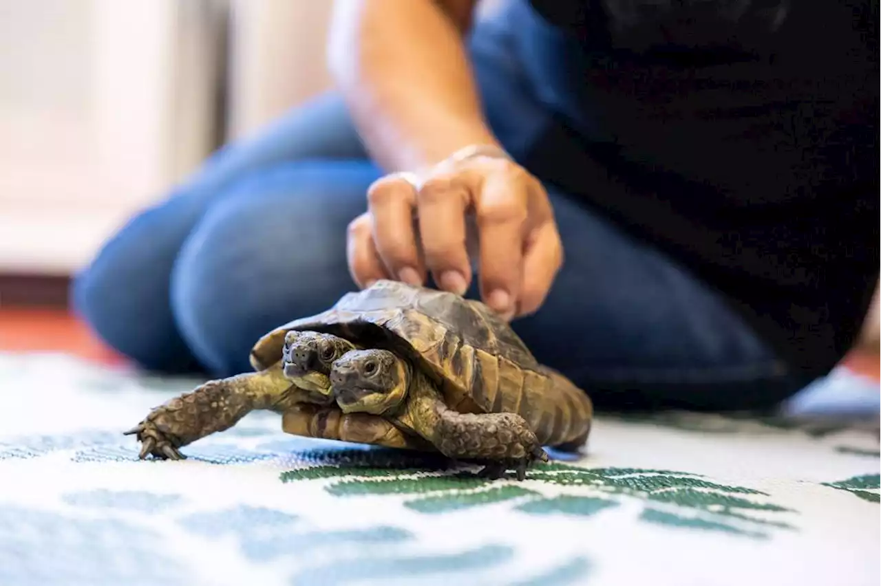 Two-headed tortoise Janus turning 25 years old with a special celebration in Switzerland