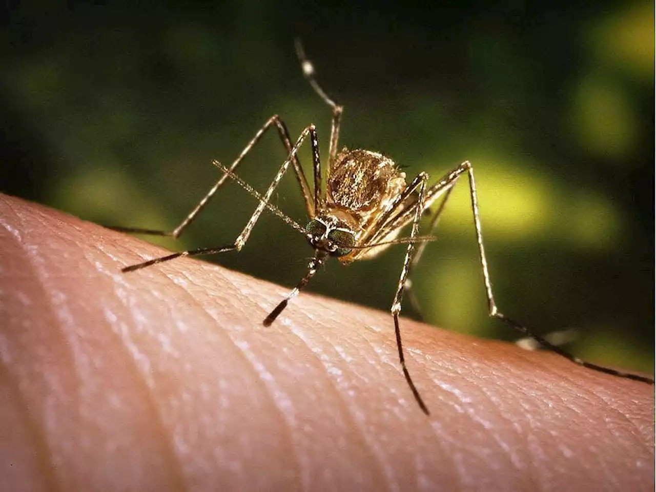 First mosquitoes test positive for West Nile virus this season: OPH