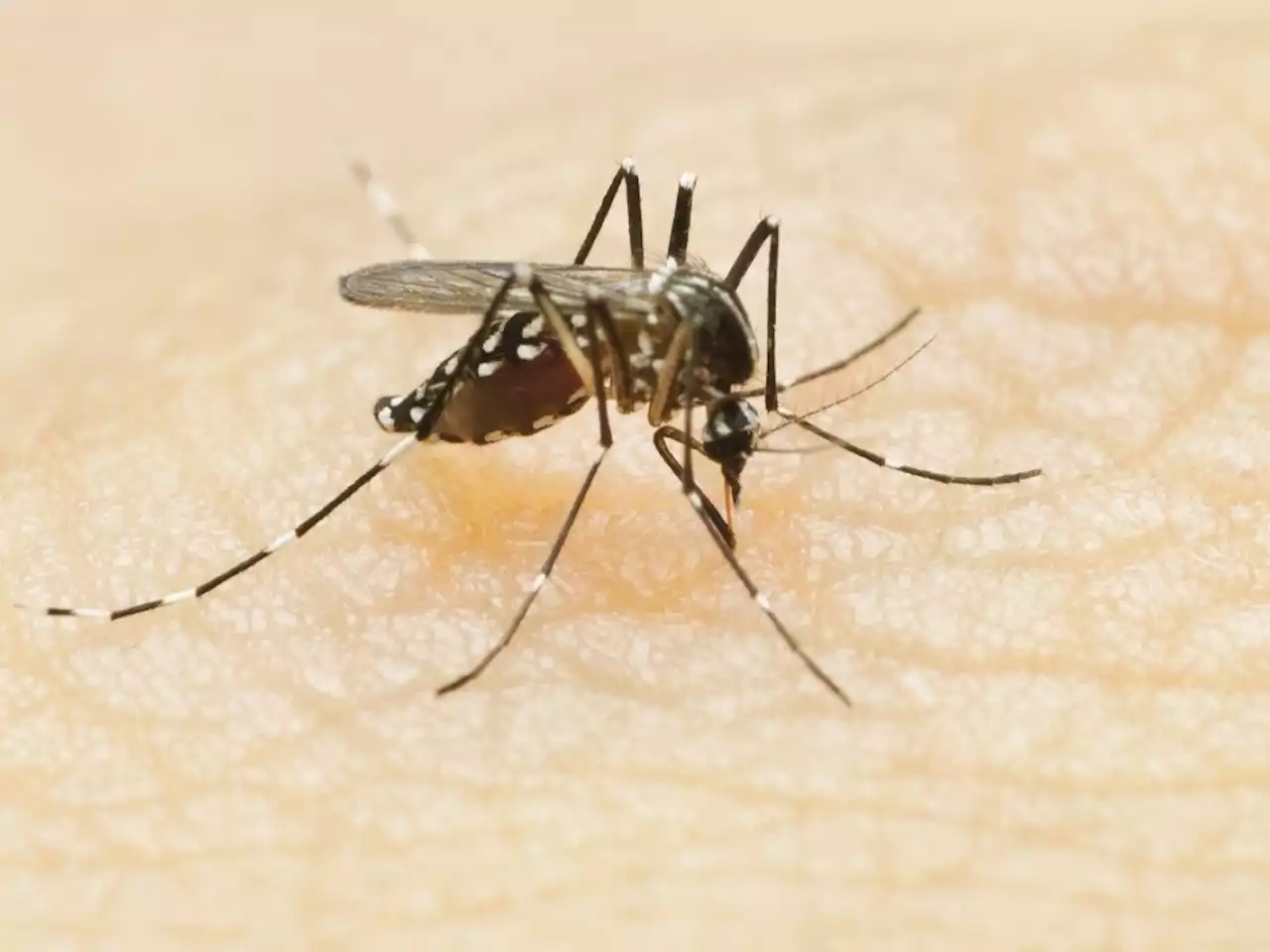 OPH WARNING: First mosquitoes test positive for West Nile virus this season