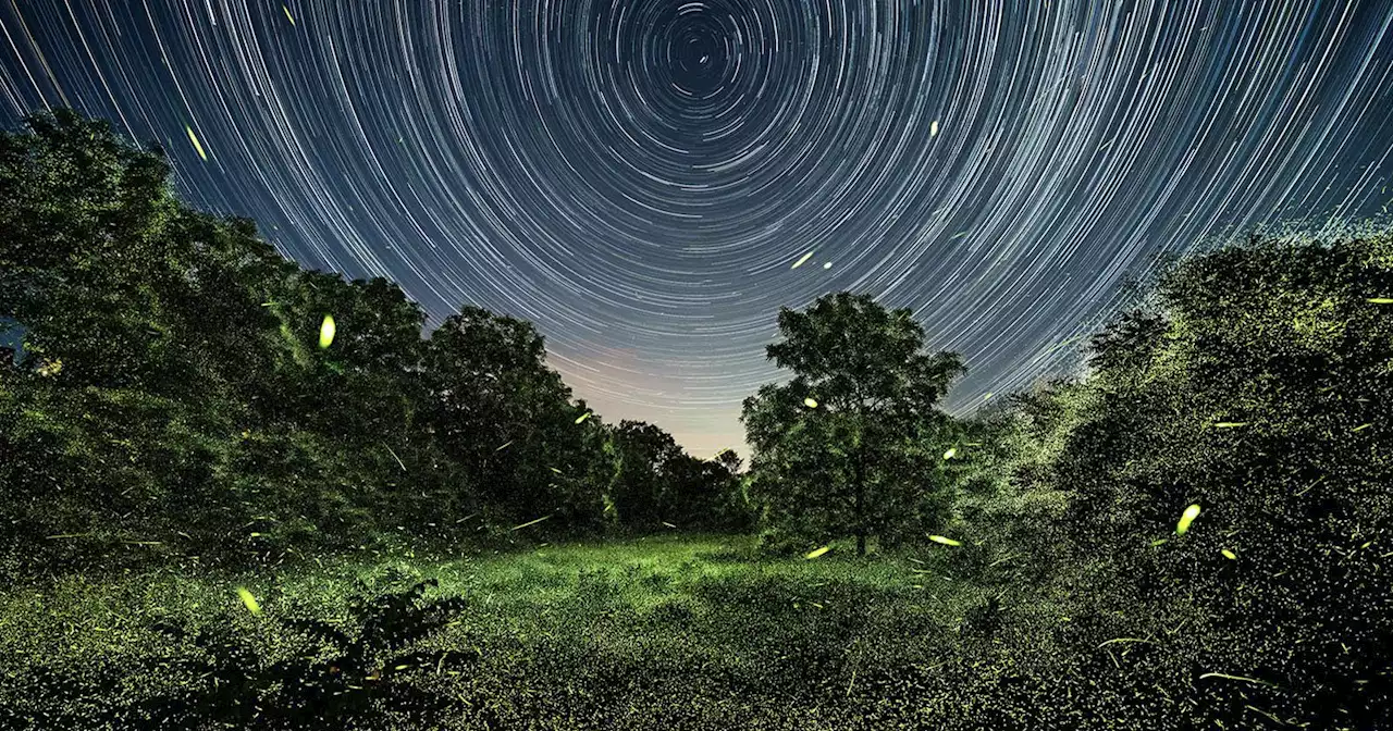 Magical Photos Shed New Light on How Fireflies Interact with the World