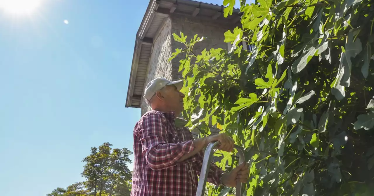 Be mindful of heat, drought as summer gardens transition in September