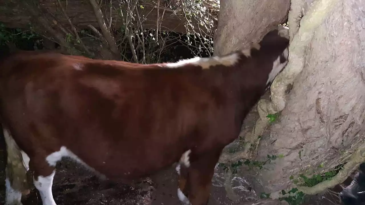 'Udderly ridiculous': Firefighters spend three hours re-mooving cow stuck in a tree