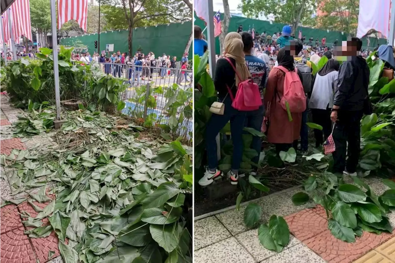 Plants worth over RM600k destroyed during National Day parade, says DBKL