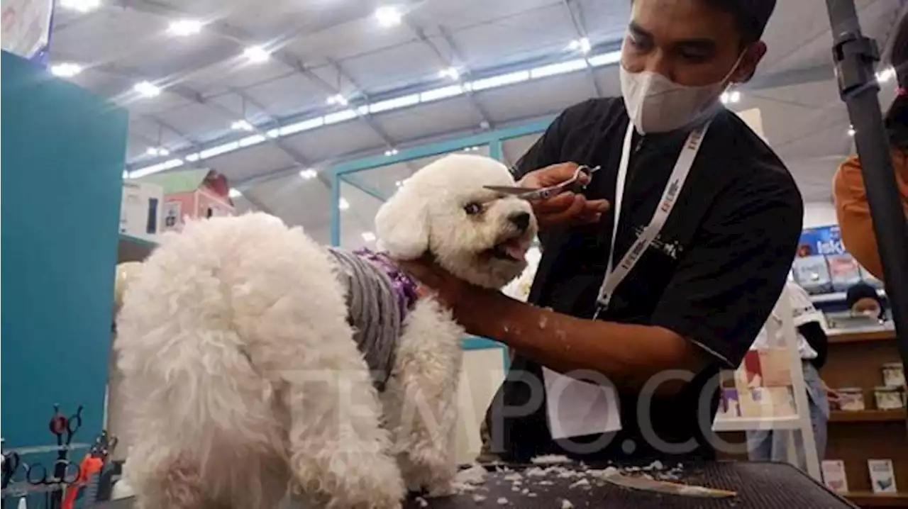 Anjing Lekas Tua, Berikut Umurnya Dibandingkan dengan Manusia