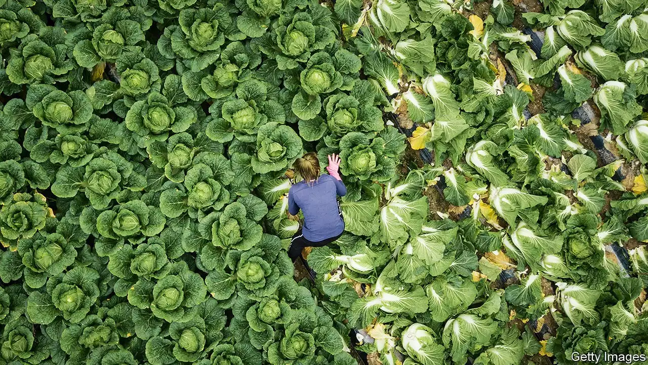 Young Koreans are moving to the countryside to farm