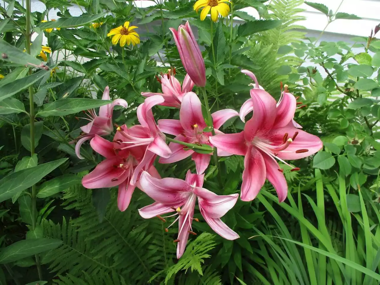 5 tips for dividing lilies in Prairie gardens this fall