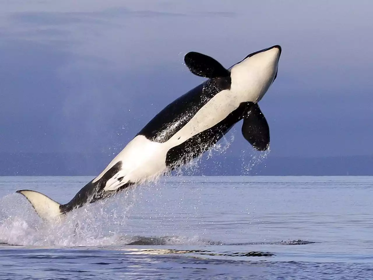 Group has close encounter with T-090 orca pod on B.C. shoreline