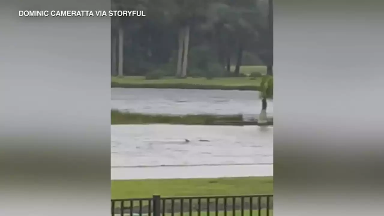 Florida 'street shark' video defies belief after spotted in flooded Fort Myers yard