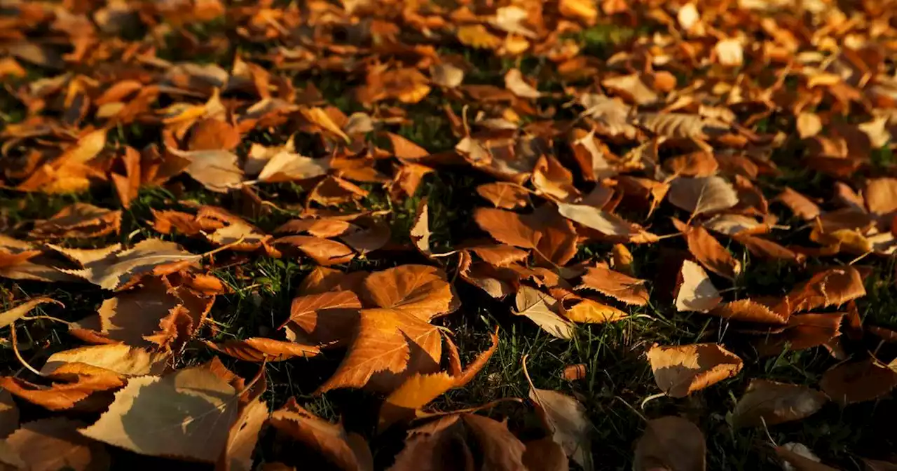 As the raking debate rages on, here are the reasons to leave the leaves on your lawn this winter