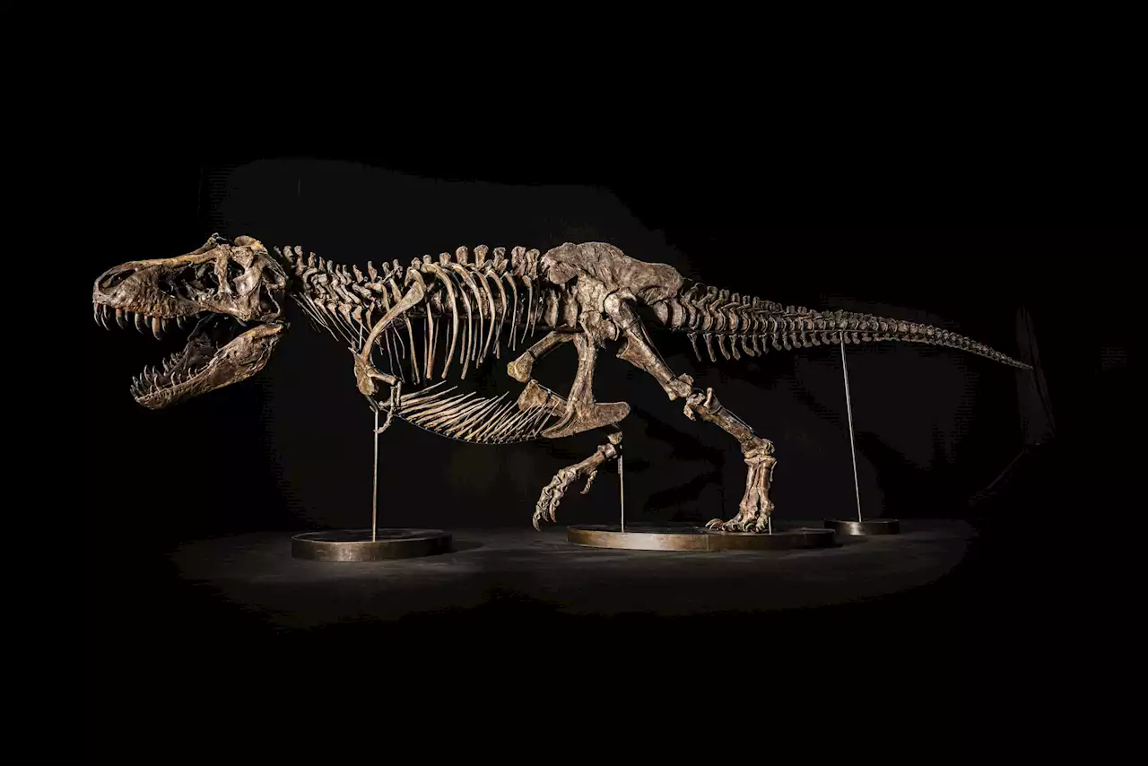 Can Dinomania Strike Twice? Christie's Is Selling a Full T. Rex Skeleton—a $25 Million Specimen Named Shen—in Hong Kong | Artnet News