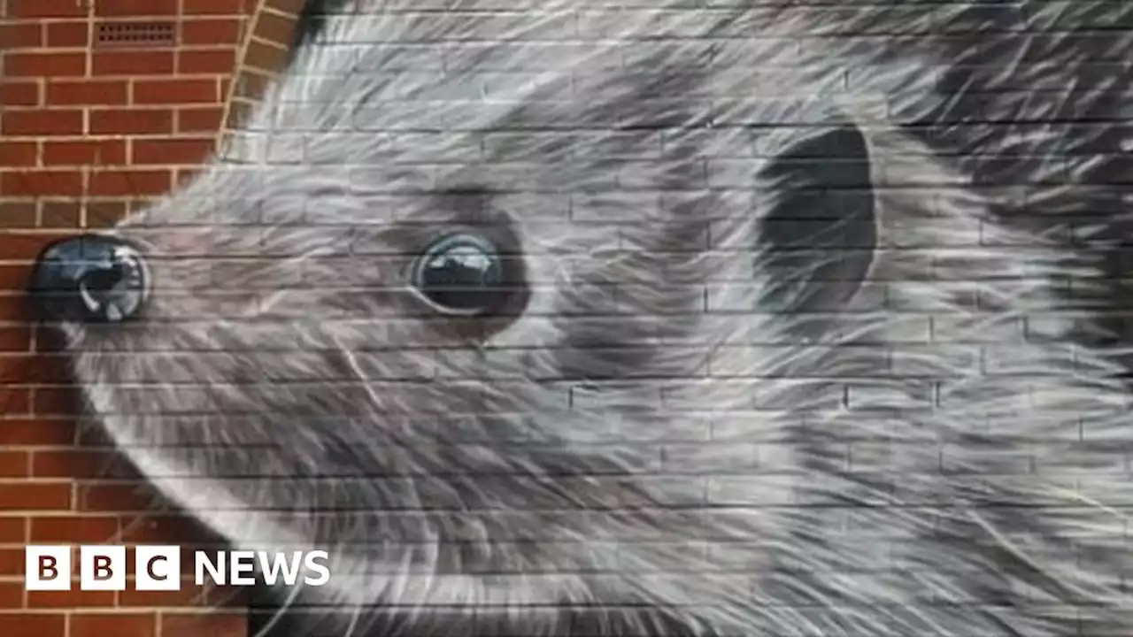 Chelmsford: Hedgehog mural raises awareness of mammals' decline