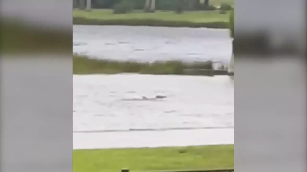 'Street shark': Video captured as Hurricane Ian struck Florida shows mystery fish in flooded backyard