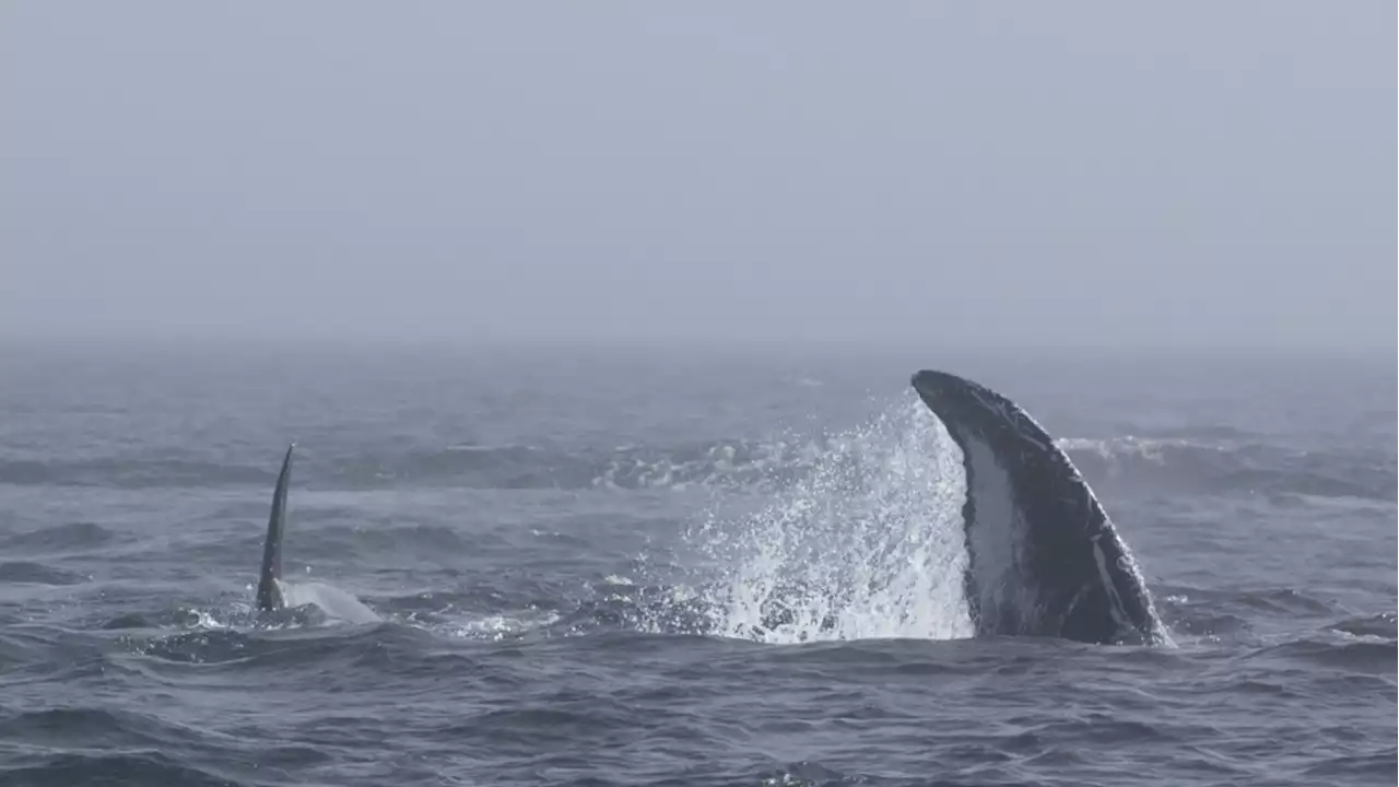 Orcas battle humpbacks in interspecies skirmish caught on camera off Vancouver Island