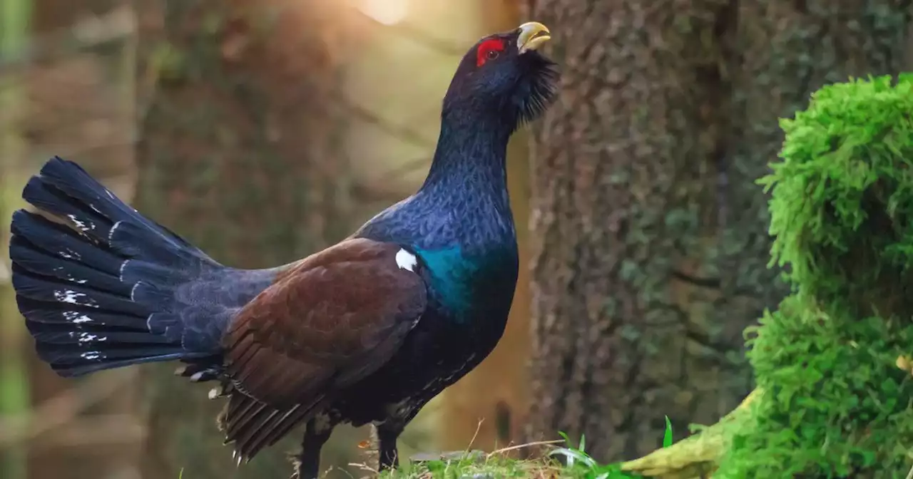 The Capercaillie – The iconic Scottish bird 'at risk of extinction'