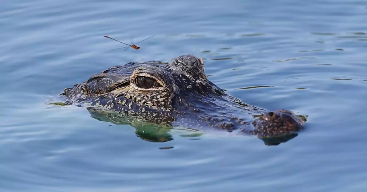 SEE IT: Alligators and sharks roaming neighborhoods following Hurricane Ian