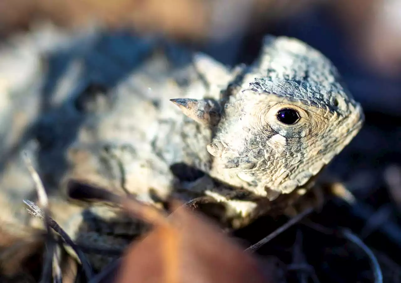 ‘So excited about the scat’: San Antonio Zoo releases horny toads into nature