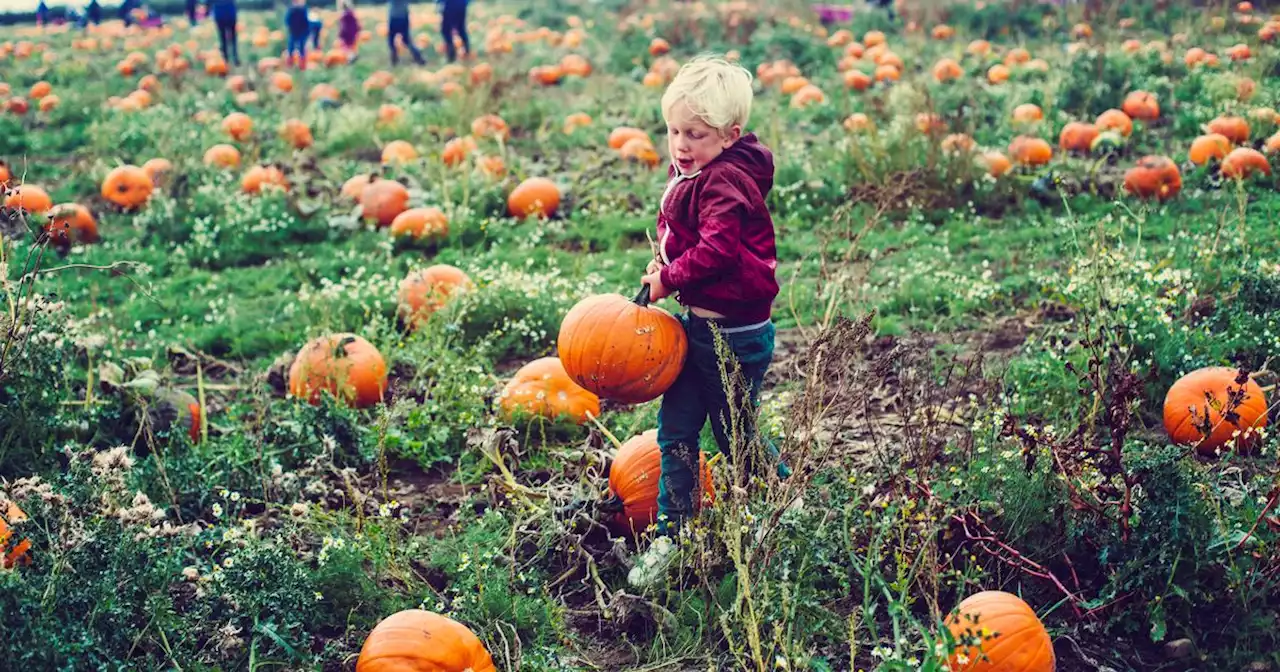 Pumpkin picking patches in Glasgow you must visit this year for Halloween