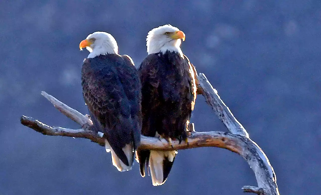 New U.S. Permit Proposal Aims To Address Eagle Deaths As Renewable Energy Expands