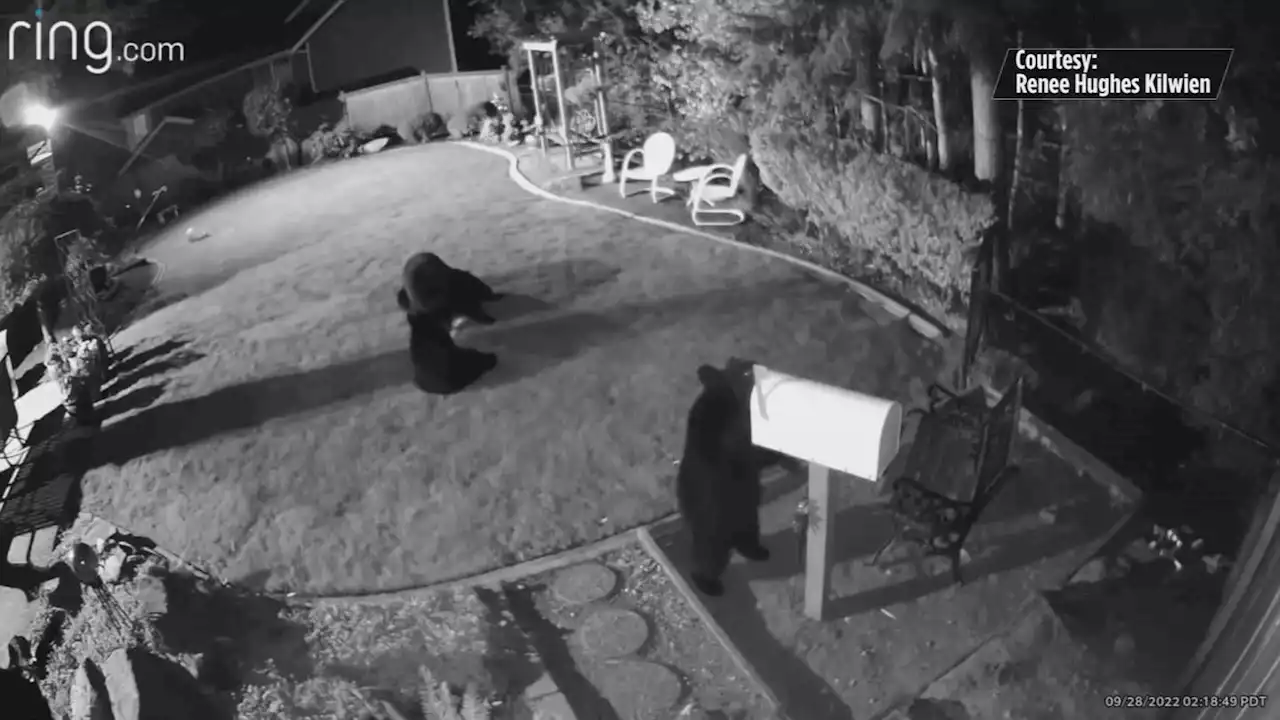 Caught on camera: Bears show up at Bothell home