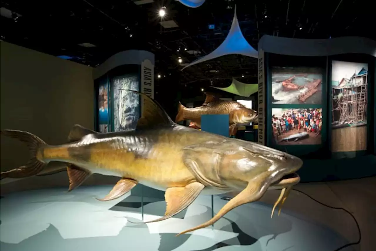 Witte Museum to open National Geographic ‘Monster Fish’ exhibit