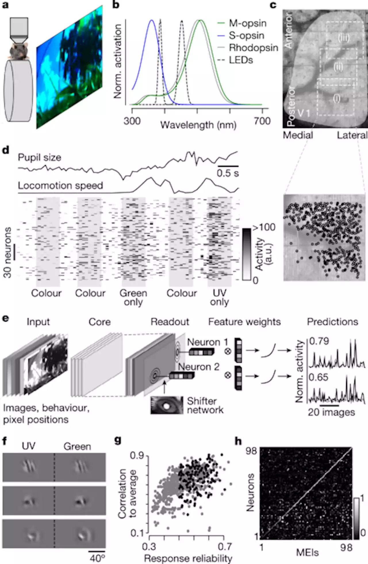 State-dependent pupil dilation rapidly shifts visual feature selectivity - Nature