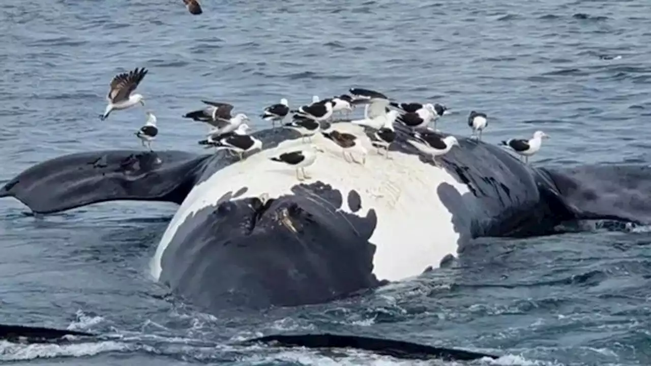 Preocupación en Chubut por la aparición de ballenas muertas en el Golfo Nuevo