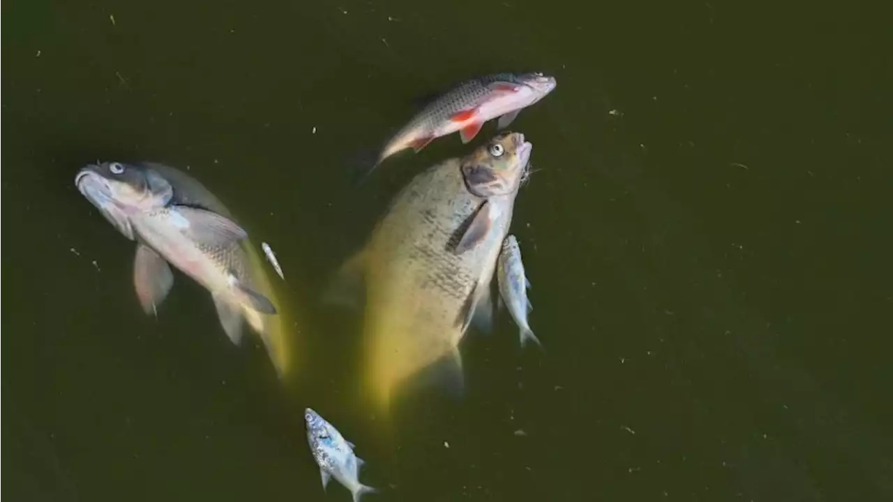 Brandenburg überprüft Meldeketten nach Oder-Fischsterben