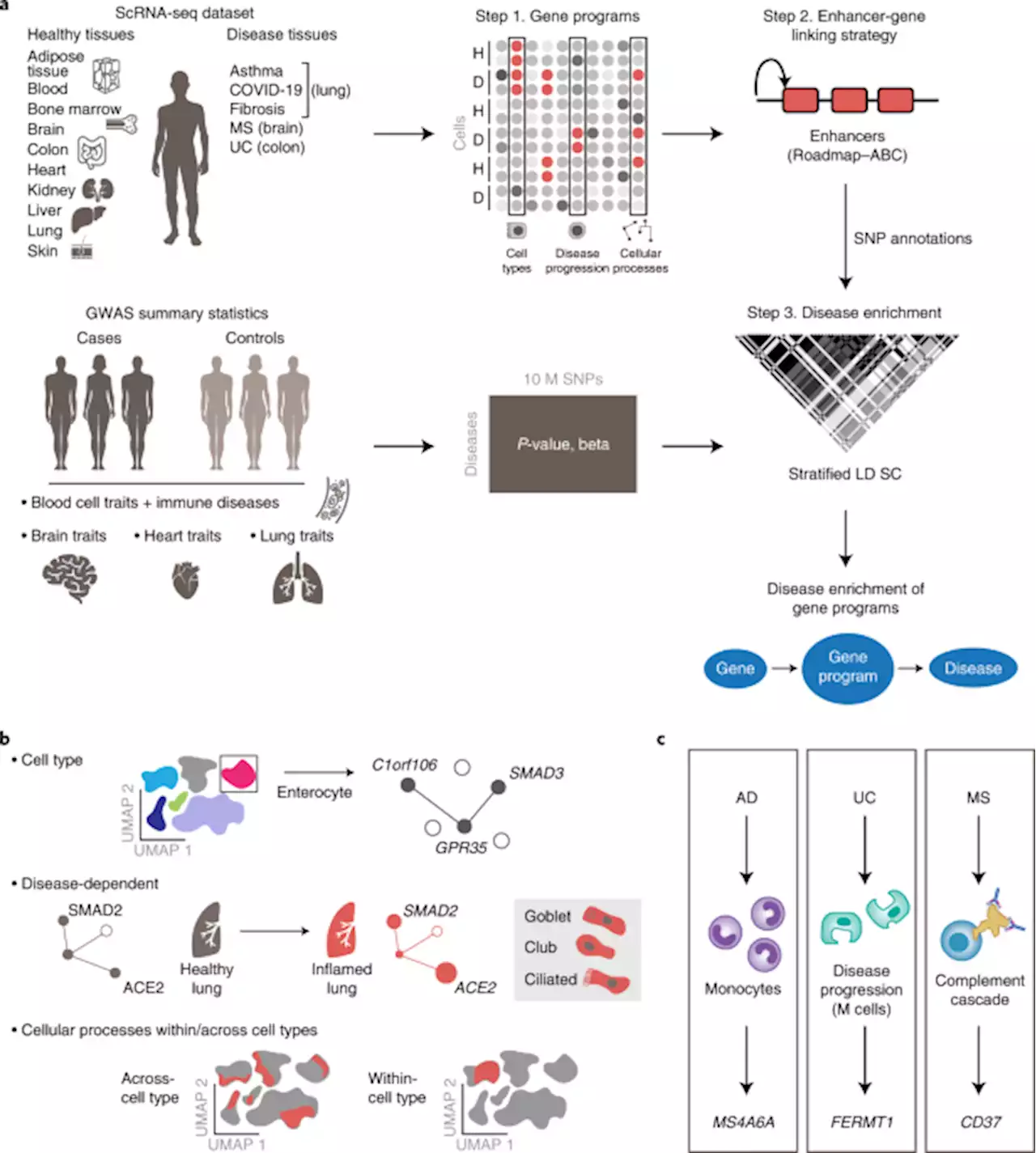 Identifying disease-critical cell types and cellular processes by integrating single-cell RNA-sequencing and human genetics - Nature Genetics